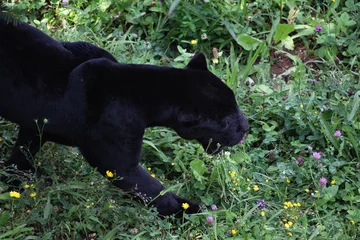 Tuinposter portrait of black panther walking in grass © Barbara C