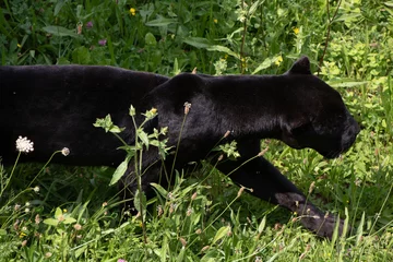 Foto auf Acrylglas portrait of black panther walking in grass © Barbara C