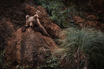 portrait of funny eurasian brown bear lying on the rocks, looking at camera