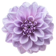 purple dahlia flower isolated on white and transparent background. Ai generated 