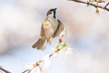 美しいソメイヨシノ（桜）の間を飛び回り盗蜜する可愛いスズメ（スズメ科）。

日本国神奈川県横浜市鶴見区、矢向一丁目公園にて。
2024年4月7日撮影。

Lovely Tree Sparrow (Passer montanus : family comprising sparrows) flitting among the beautiful Someiyoshino sakura (Cerasu