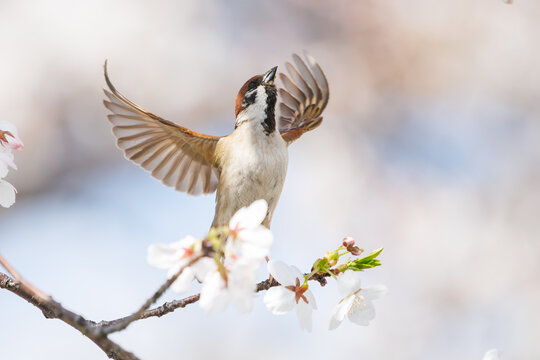美しいソメイヨシノ（桜）の間を飛び回り盗蜜する可愛いスズメ（スズメ科）。

日本国神奈川県横浜市鶴見区、矢向一丁目公園にて。
2024年4月7日撮影。

Lovely Tree Sparrow (Passer montanus : family comprising sparrows) flitting among the beautiful Someiyoshino sakura (Cerasu