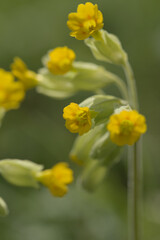 Cowslip blooming in spring