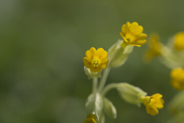 Cowslip blooming in spring