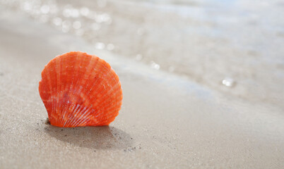 orange shell in the sand on the seashore. summer background