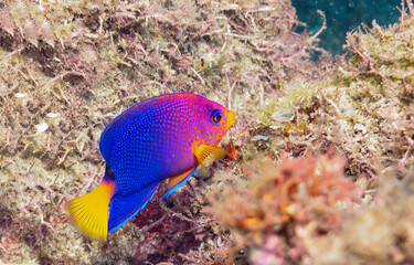 Fototapeta na wymiar Underwater tang fish. blue tang fish underwater