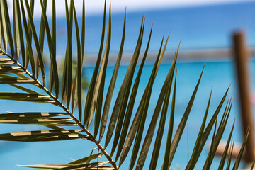 Serene beauty. Palm leaves in sharp focus dominate the foreground, their green hue contrasting with...
