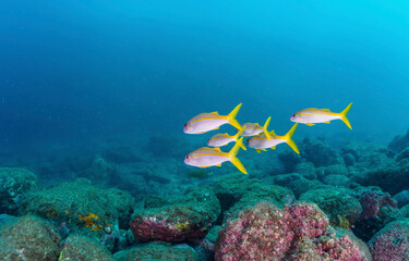 Underwater coral reef with fish and coral