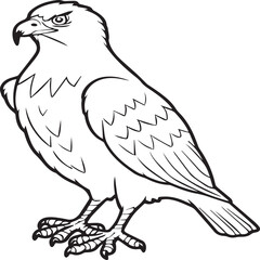 Hawk coloring pages. Hawk bird outline vector for coloring book