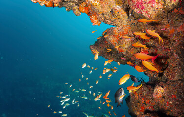 Underwater coral fishes. Underwater scene