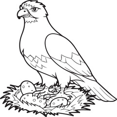 Hawk coloring pages. Hawk bird outline vector for coloring book