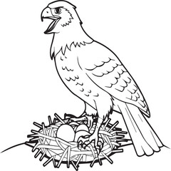 Hawk coloring pages. Hawk bird outline vector for coloring book