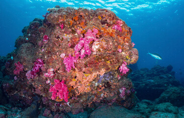 Fototapeta na wymiar Underwater coral reef and coral. Coral reef underwater