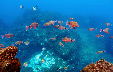 Fototapeta na wymiar Underwater coral reef and fishes. Coral fishes underwater