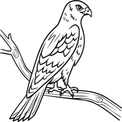 Hawk coloring pages. Hawk bird outline vector for coloring book