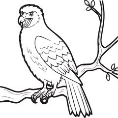 Hawk coloring pages. Hawk bird outline vector for coloring book