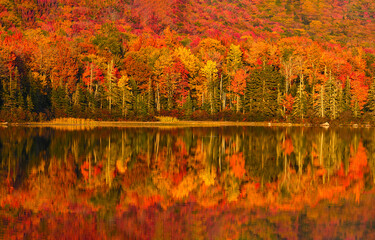 Beautiful autumn forest lake water. autumn trees reflected in water