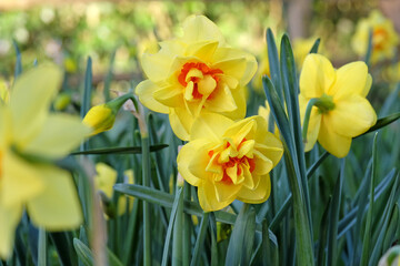 Yellow and orange double Narcissus daffodil, ‘Tahiti’ in flower.