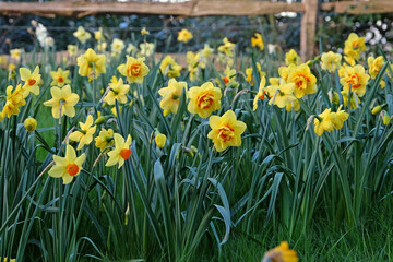 Obraz premium Yellow and orange double Narcissus daffodil, ‘Tahiti’ in flower.