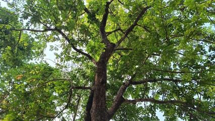 Forest trees. nature green wood sunlight backgrounds. fresh environment in park, green plants providing oxygen in summer park, forest trees with small leaves on sunny day