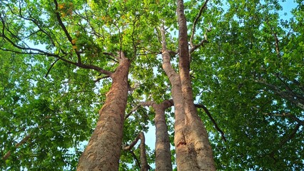 Fototapeta premium Forest trees. nature green wood sunlight backgrounds. fresh environment in park, green plants providing oxygen in summer park, forest trees with small leaves on sunny day
