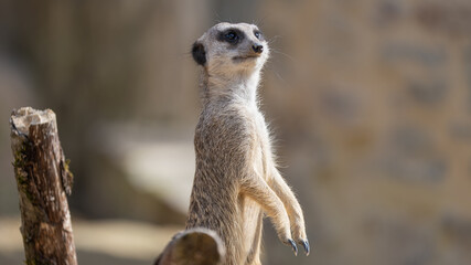 meerkat on guard