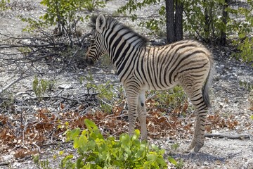 Picture of a zebra foal between bushes and trees in Etosha National Park