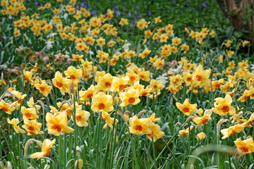 Yellow and orange Narcissus daffodil, ‘Pipe Major’ in flower.