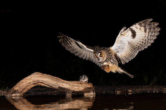 Owl in pursuit of mouse under cover of darkness