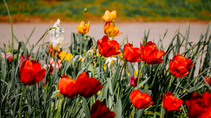 field of tulips