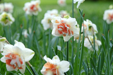 Cream and orange double Narcissus daffodil, ‘Replete’ in flower. © Alexandra