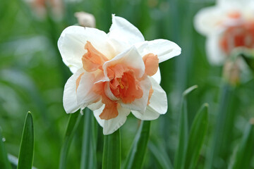 Cream and orange double Narcissus daffodil, ‘Replete’ in flower. © Alexandra