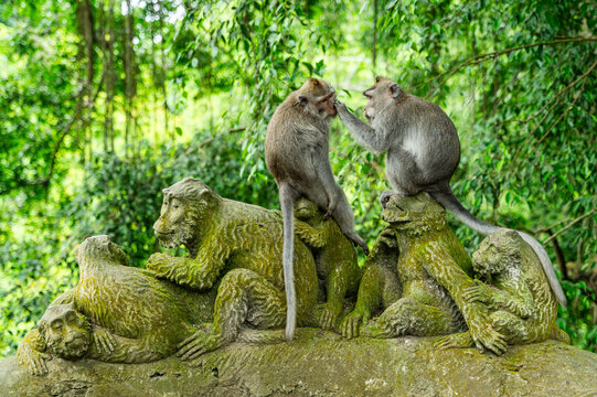 Playful monkeys grooming on a statue in Bali