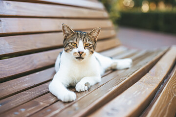 A cute cat lying on a wooden bench surrounded by greenery, exuding a sense of calm and relaxation