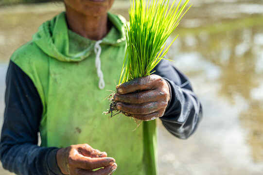 Anonymous Balinese farmer holding rice seedlings