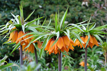 Orange Fritillaria imperialis, crown imperial, imperial fritillary or Kaiser's crown ‘Sunset’...