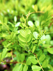 緑鮮やかなカラスノエンドウの葉