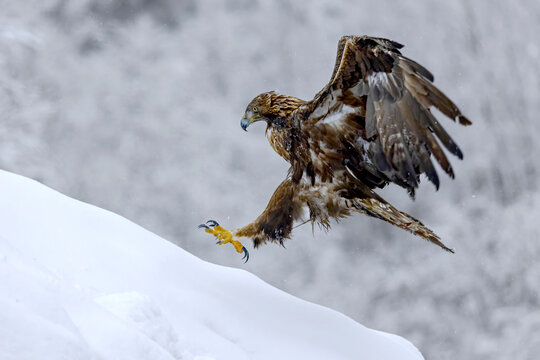 Majestic Eagle Hunting in Snowy Mountains
