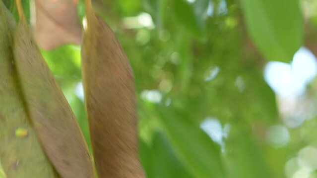 Java Plum autumn leaves fall in super slow motion 240fps, Syzygium cumini, commonly known as Malabar plum, Java plum, black plum, jamun, jaman, jambul, or jambolan, is an evergreen tropical tree i