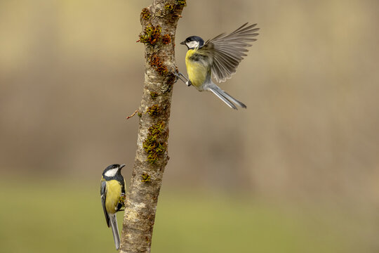 Great Tits on Mossy Branch - One in Flight