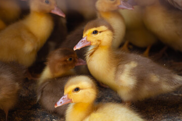 Little yellow ducklings, newborn ducklings, poultry farm, animal husbandry