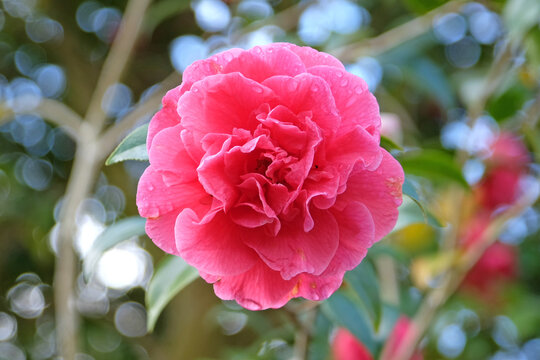 Pink double Camellia x williamsii ‘Rose Parade’ in flower.