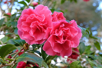 Pink double Camellia x williamsii ‘Rose Parade’ in flower.