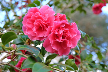 Pink double Camellia x williamsii ‘Rose Parade’ in flower.