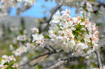 White flowers of sour cherry. Blooming sour cherry tree in orchard. Prunus cerasus. Close up of blooming tree in spring. 