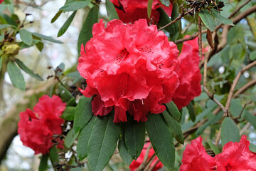 Obraz na płótnie Canvas Red Rhododendron ‘Ascot Brilliant’ in flower.