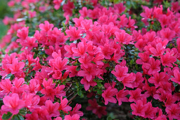 Bright magenta pink Azalea japonica, the Japanese azalea, in flower.