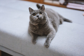 The cute gray British short-haired fat cat likes the bookcase on the owner's workbench very much....