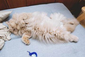 The cute yellow fat British long-haired pet cat likes the owner's bed very much and is sleeping...