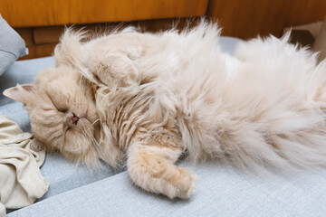The cute yellow fat British long-haired pet cat likes the owner's bed very much and is sleeping comfortably with its fluffy cat paws in front, like a sleeping and snoring superman.